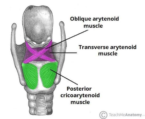 <p>transverse arytenoid </p>