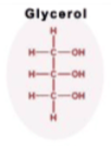 <p>A 3-carbon alcohol w/ 3 <strong>Carboxyl </strong>groups (COH)</p><p>each -OH group is a location for the fatty acid to attach to in <strong>Triglycerides</strong></p>
