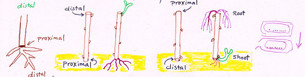 <p><u><strong>root cutting-</strong></u></p><p><u>proximal</u>= closest to root crown/cone of juvenility</p><p><u>Distal</u>= Furthest from root crown/cone of juvenility (end of root NEAREST to new root tips)</p><p></p><p><u><strong>stem cutting-</strong></u></p><p><u>Proximal</u>= Closest to closest to root crown/cone of juvenility (roots come from here! polarity!)</p><p><u>Distal</u>=Furthest from root crown/cone of juvenility (shoots come from here! polarity!)</p>