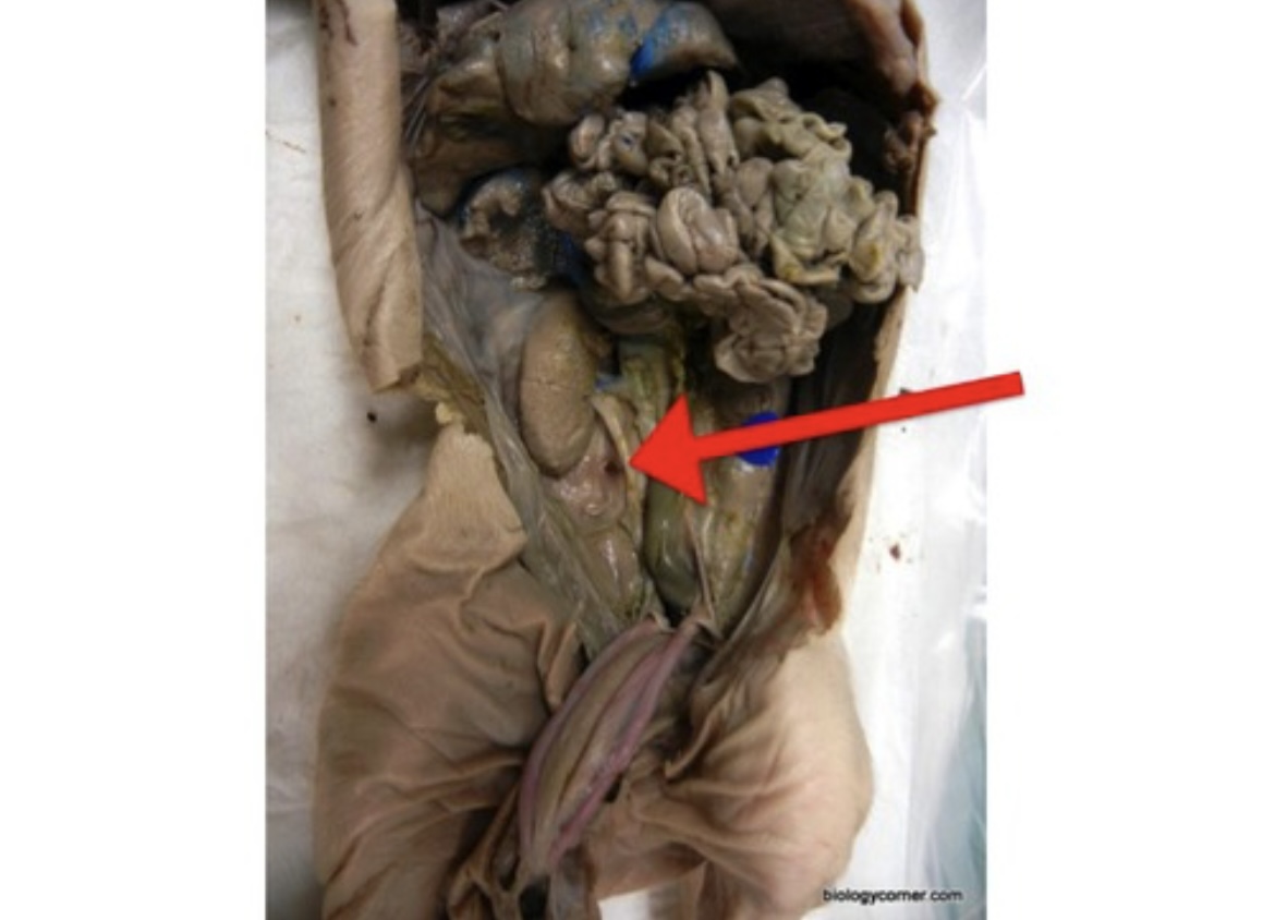 <p>Tube that carries urine from each kidney to the urinary bladder.</p>