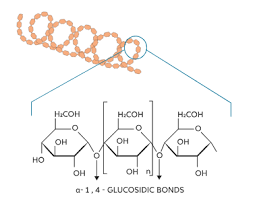 <p>simple starch, unbranched </p>