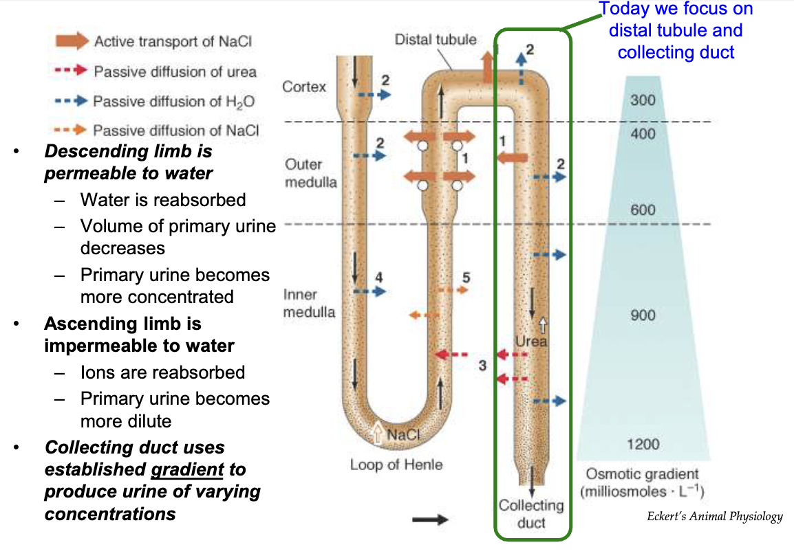 <ul><li><p><strong>Descending limb of loop of Henle</strong>:</p><ul><li><p>Water reabsorption via transporters</p></li><li><p>Water moves into <strong>interstitial space</strong> → <strong>peritubular capillaries</strong></p></li><li><p>Urine volume decreases</p></li><li><p>Urine becomes more concentrated</p></li></ul></li><li><p><strong>Ascending limb of loop of Henle</strong>:</p><ul><li><p>Impermeable to water</p></li><li><p>Ions reabsorbed (Na⁺, Cl⁻, K⁺)</p></li><li><p>Urine becomes more dilute</p></li></ul></li><li><p><strong>Collecting duct:</strong></p><ul><li><p>Final water reabsorption</p></li><li><p>Urine concentration increases</p></li><li><p>Remaining fluid → bladder → excretion</p></li><li><p>Uses gradient to adjust urine concentration</p></li></ul></li><li><p><strong>Osmotic gradient</strong>:</p><ul><li><p>Increases from cortex to medulla in interstitial space</p></li><li><p>Drives <strong>passive water diffusion</strong> in descending limb &amp; collecting duct</p></li></ul></li></ul><p></p>