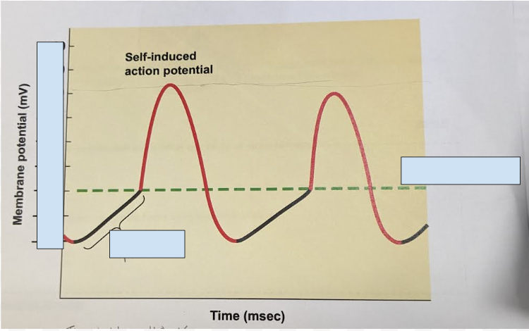 <p>label the areas and state</p><p>-mV of threshold</p><p>-mV that activates Funny cells</p><p>-mV at potential peak</p>