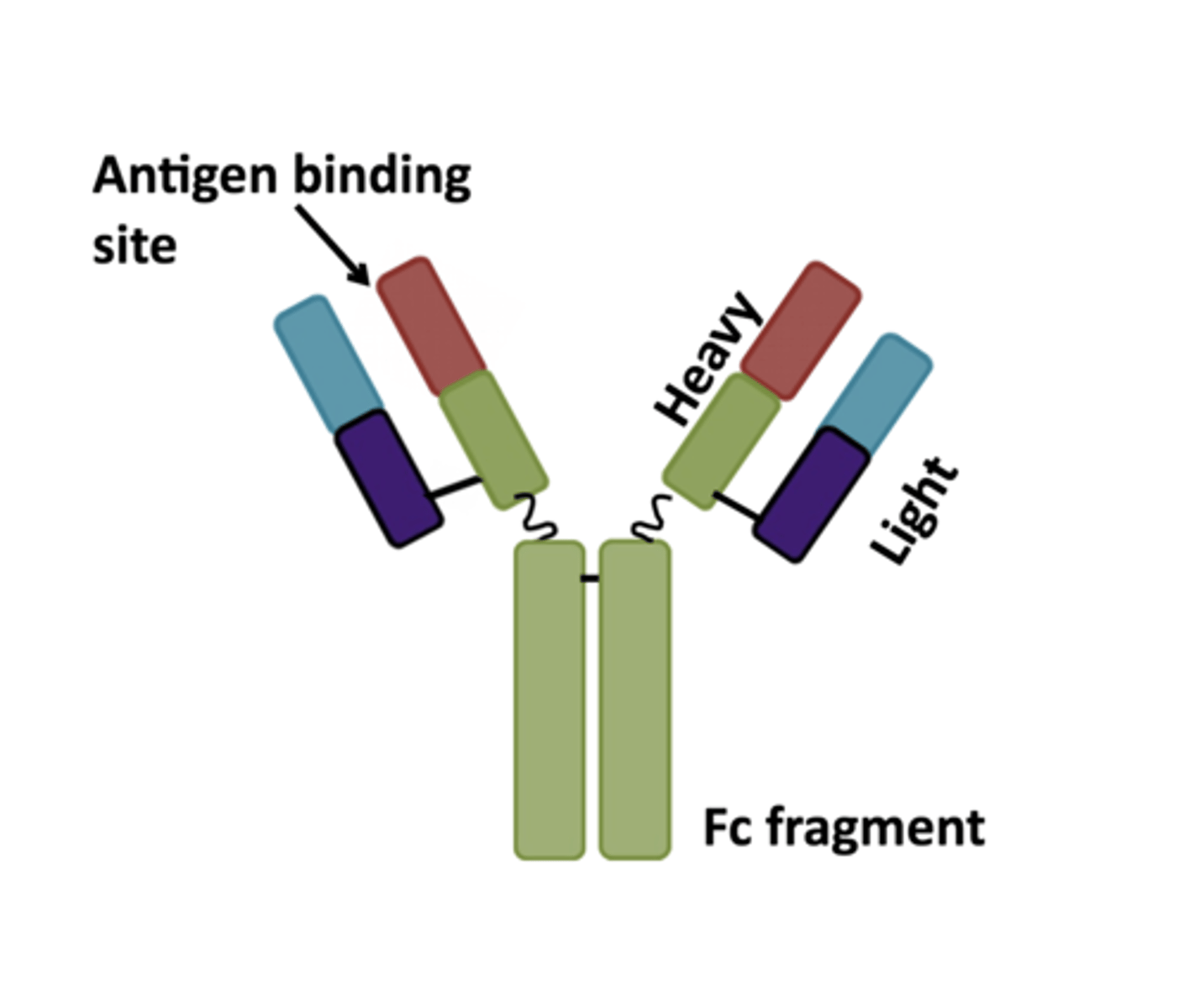 <p>these molecules are one monomeric unit of 2 identical heavy chains and two identical light chains coming together to form 2 AB binding sites. There are five classes based on heavy chain structure and how many monomeric units they have. There are only two types of light chains. They agglutinate and lyse bacteria, opsonize bacteria, initiate classical complement pathway, neutralize toxins, block microbe entry into tissues and assist in killing infected cells. Not all types do all of these things</p>