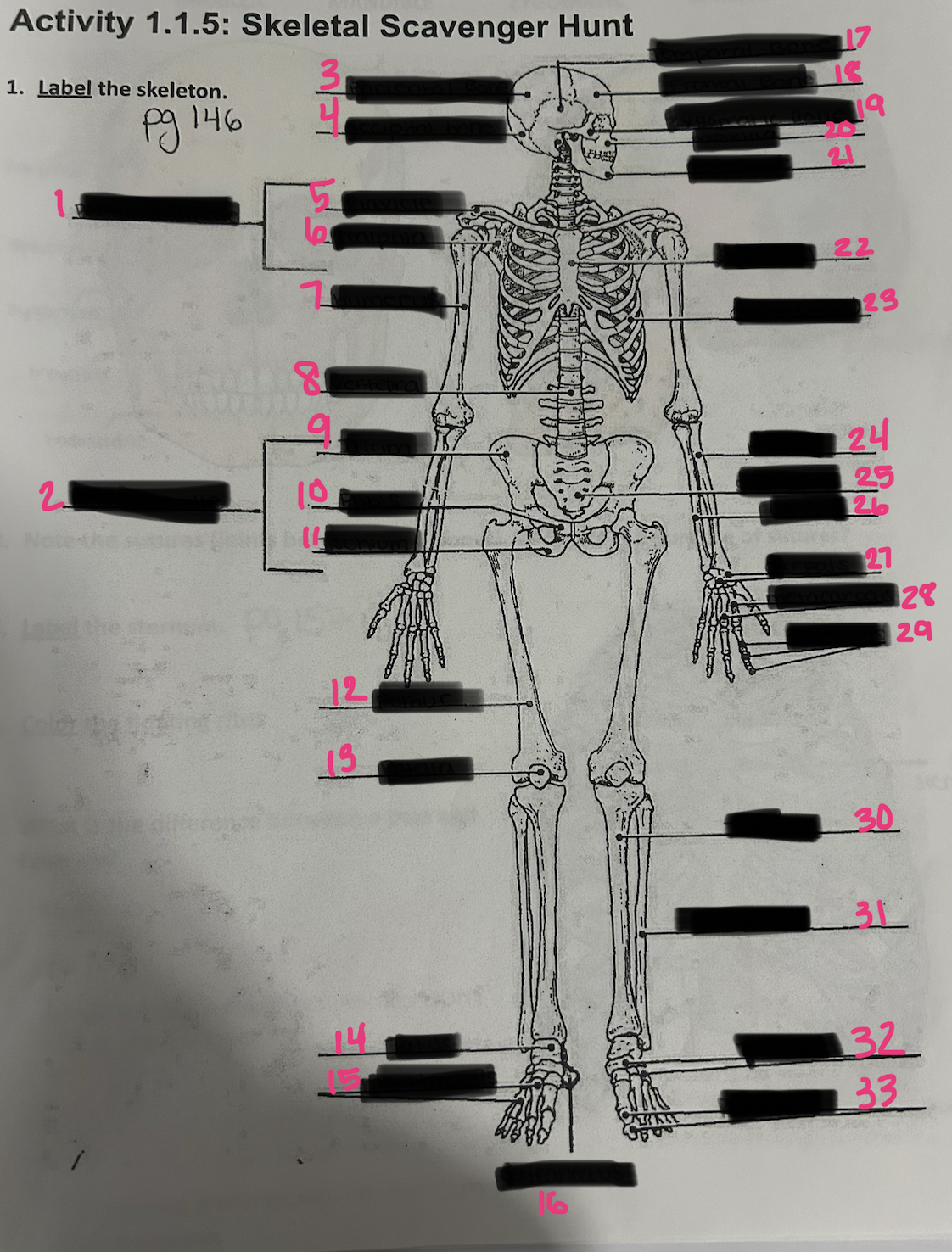 <ul><li><p>parietal bone</p></li><li><p>clavicle</p></li><li><p>temporal bone</p></li><li><p>zygomatic bone</p></li><li><p>occipital bone</p></li><li><p>scapula</p></li><li><p>frontal bone</p></li><li><p>maxilla</p></li><li><p>pectoral girdle</p></li><li><p>pelvic girdle</p></li><li><p>mandible</p></li><li><p>humerus </p></li><li><p>Ilium</p></li><li><p>sternum</p></li><li><p>radius</p></li><li><p>vertebra</p></li><li><p>pubis</p></li><li><p>costa</p></li><li><p>sacrum</p></li><li><p>Ischium</p></li><li><p>patella</p></li><li><p>ulna</p></li><li><p>metacarpals</p></li><li><p>femur</p></li><li><p>talus</p></li><li><p>carpals</p></li><li><p>phalanges (2 places)</p></li><li><p>metatarsals</p></li><li><p>tibia</p></li><li><p>fibula</p></li><li><p>tarsals</p></li><li><p>calcaneus</p></li></ul><p></p>