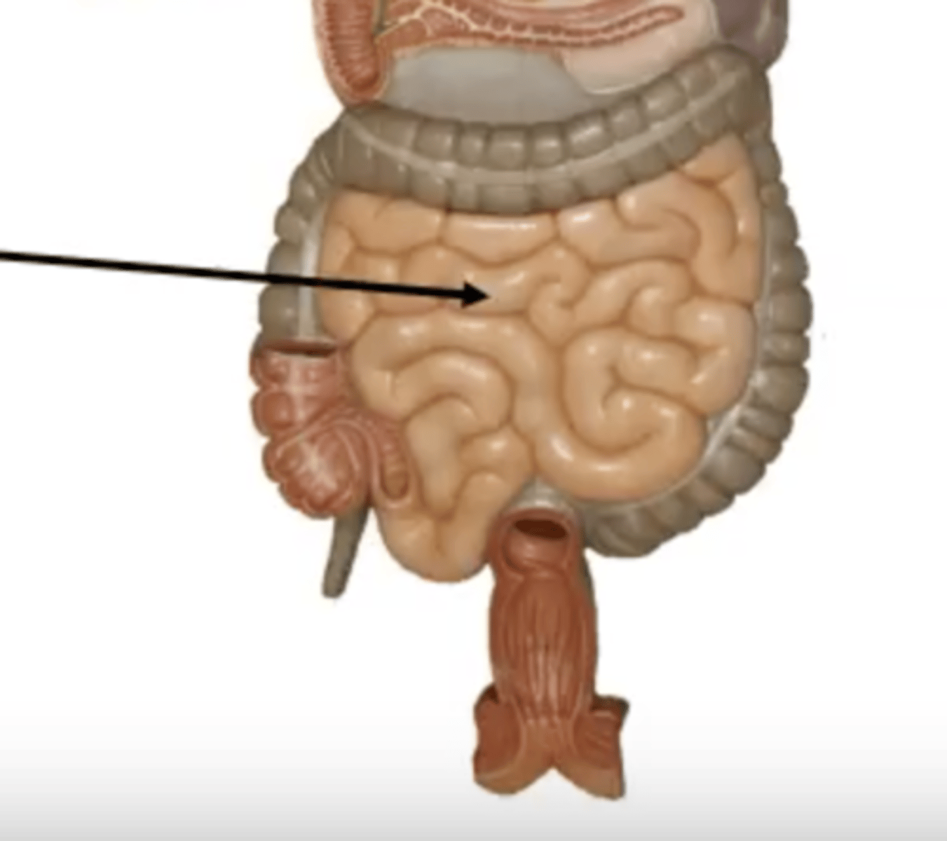 knowt flashcard image