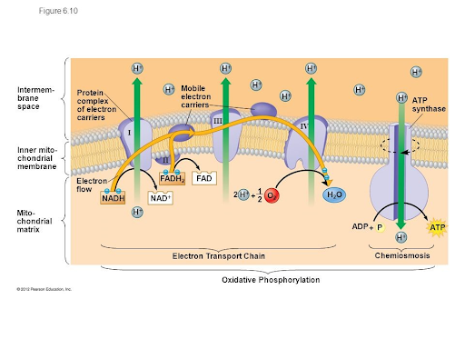 <p>The final stage of respiration. The parts of the electron transport chain are organized into four complexes labelled I to IV.</p><p>All of the electrons that enter the transport chain come from <strong>NADH</strong> and <strong>FADH2</strong> molecules produced during glycolysis and the Krebs Cycle.</p><p></p><p>Energy is released when these electrons transfer across the electrochemical gradient, thus allowing ADP to gain a phosphorus, <strong>making ATP</strong>. This process also releases water.</p>