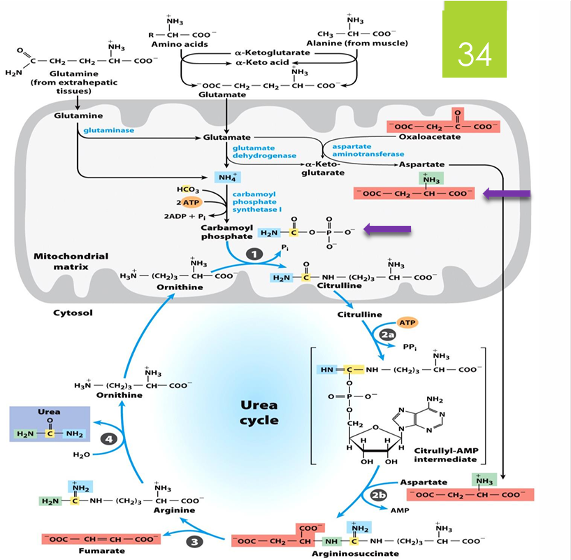 <p>step 4 (arginine —> ornithine by releasing urea)</p>