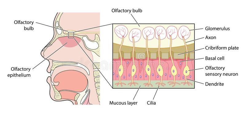 <p>Molecule binds receptor → Glomerulus → Synapses with Mitral/Tufted cell → Brain → GPCR → AP</p>
