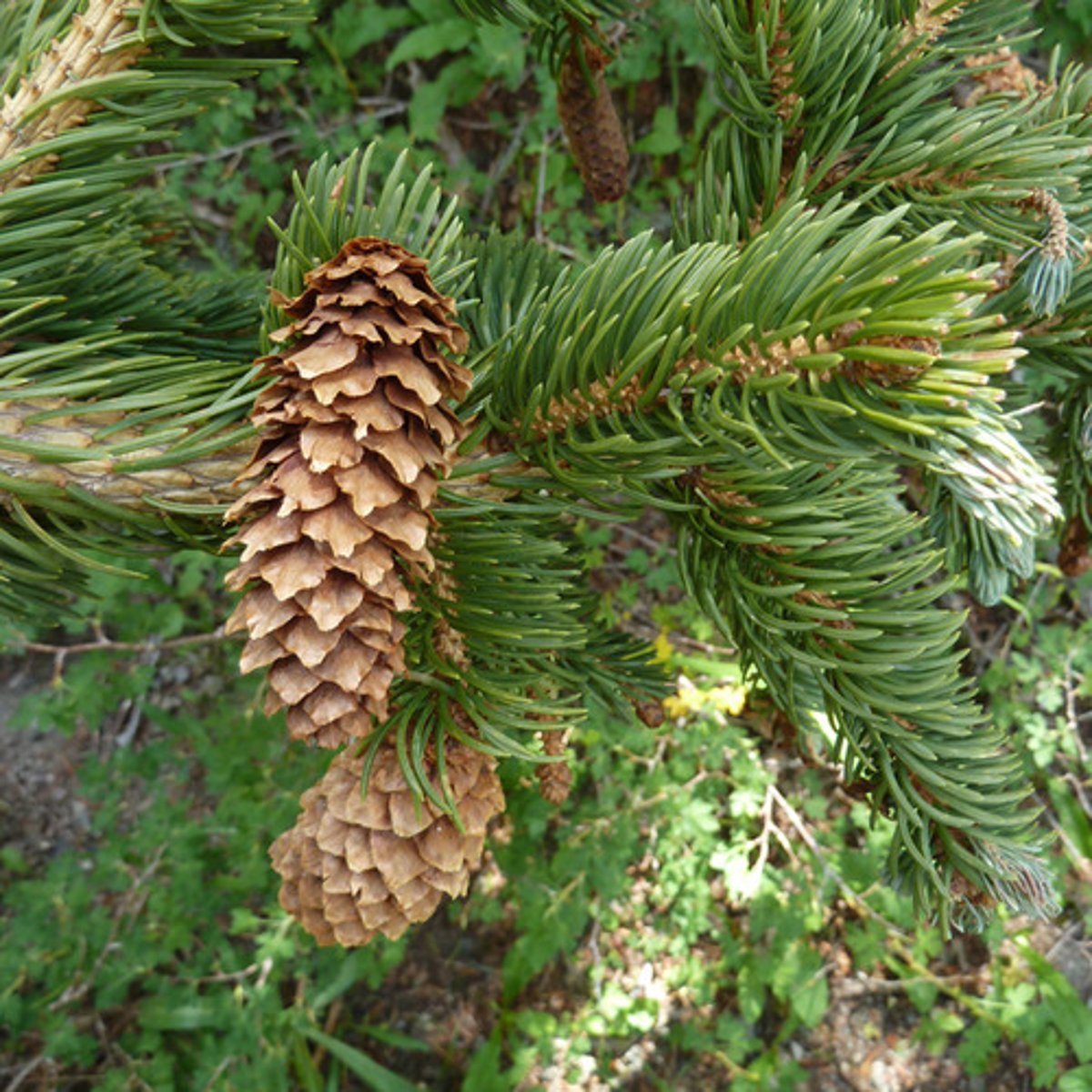 <p>Picea engelmannii, Pinaceae<br><br>-range goes up into canada, cones have jagged edges but still flexible/light brown look, bark is scaly</p>