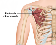 <p>Pec. Minor</p>