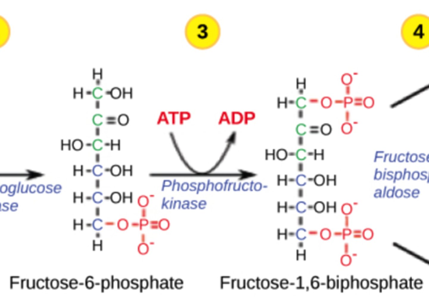 <p>inhibits PFK</p><p>(Note: glucagon wants</p><p>to conserve glucose!)</p>