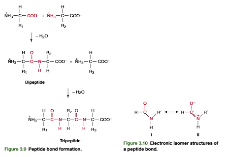 <p>Linking of a selection of the common amino acids into polypeptide chains in cells isenzymatically catalyzed (p. 221). Chemically, this is a dehydration reaction (Figure3.9). The -carboxyl group of one amino acid forms a covalent peptide bondwith the-amino group of another amino acid by elimination of a molecule of water. The dipeptide(two amino acid residues joined by a single peptide bond) can then form a second peptide bond through its terminal carboxylic acid group and the -amino of a third amino acid, to generate a tripeptide (Figure 3.9). Repetition of this process gen-erates a polypeptideor protein of specific amino acid sequence. This is the primary  structureof the protein, and it is predetermined by the nucleotide sequence of its gene. The unique primary structure enables a polypeptide chain to fold into a specific three-dimensional structure that gives the protein its chemical and physiological properties.</p><p>A peptide bond can be represented as two resonance isomers(Figure 3.10). Instructure I, a double bond is located between the carbonyl carbon and carbonyl oxygen. (CO), and the carbonyl carbon to nitrogen (C!N) linkage is a single bond. In structure II, the carbon to oxygen bond (C!O) is a single bond and the bond located between the carbon and nitrogen is a double bond (CN). In structure II there is a negative charge on the oxygen and a positive charge on the nitrogen. Actual peptidebonds are a resonance hybrid of these two electron isomer structures, the carbon tonitrogen bond having a 50% double-bond character. X-ray diffraction studies confirmthis and show the carbonyl carbon to nitrogen bond length (1.33 Å) is approximatelyhalf way between that of a C!N single bond (⬃1.45 Å) and a CN double bond (⬃1.25 Å)</p>