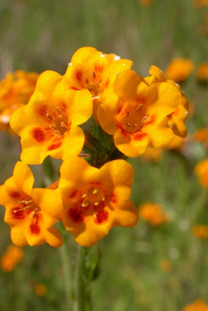 <p>Eastwood’s fiddleneck</p>