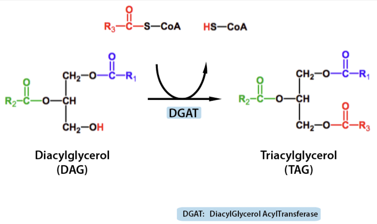 <ul><li><p><span style="color: blue">uses DGAT to turn DAG to TAG</span></p></li></ul>