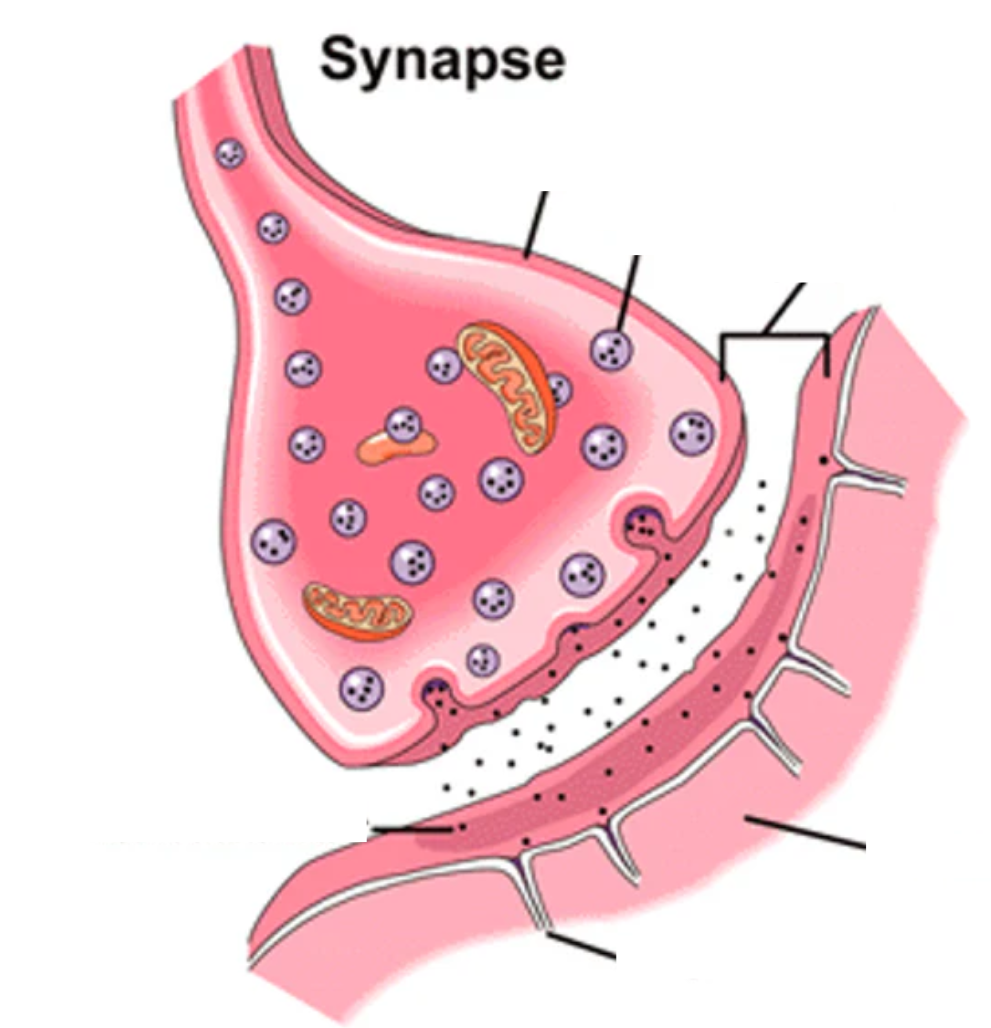 <p>label synaptic transmission</p>