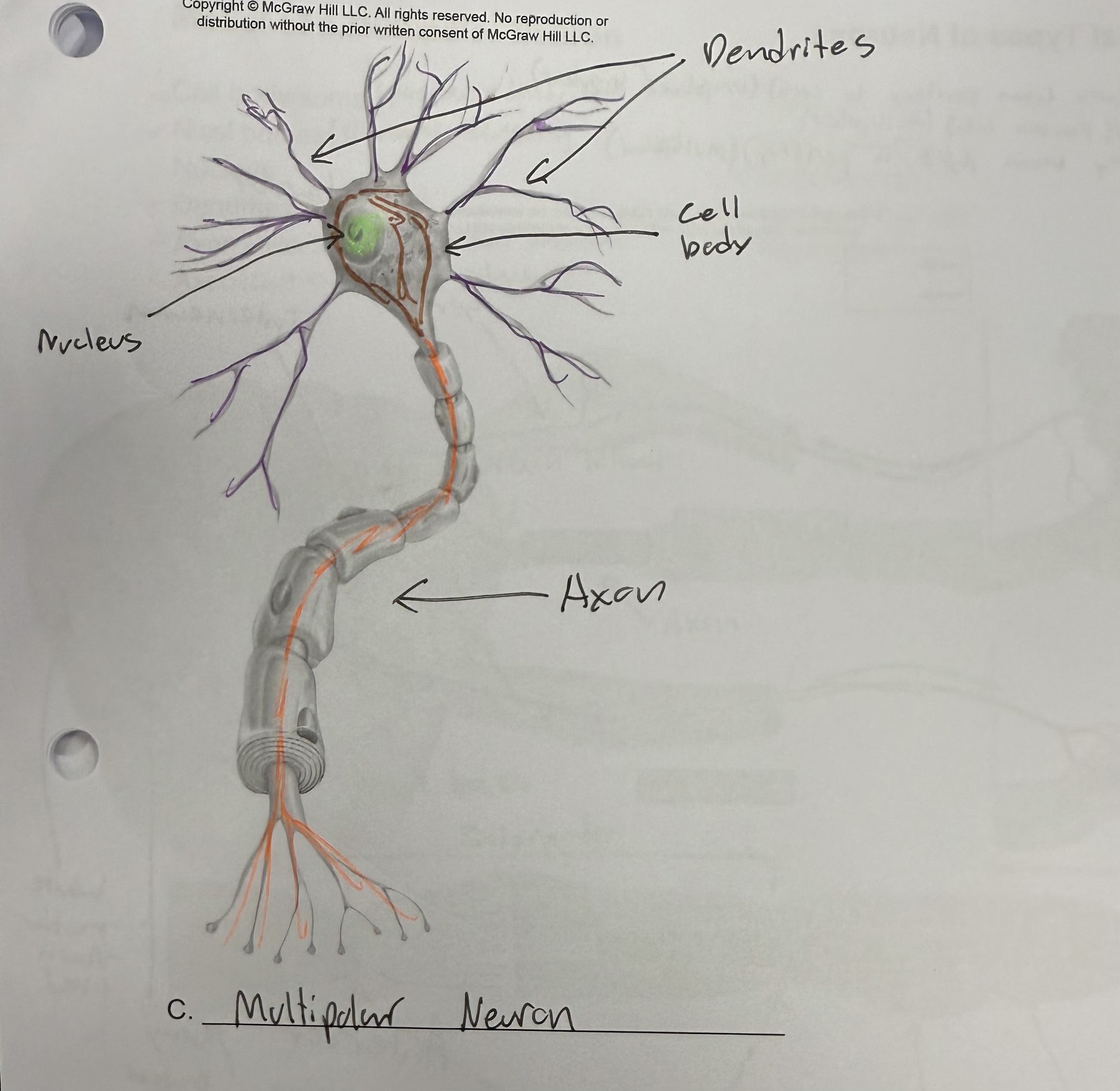 <ul><li><p>Neuron with multiple axons that attach to the cell body</p></li></ul><p></p>