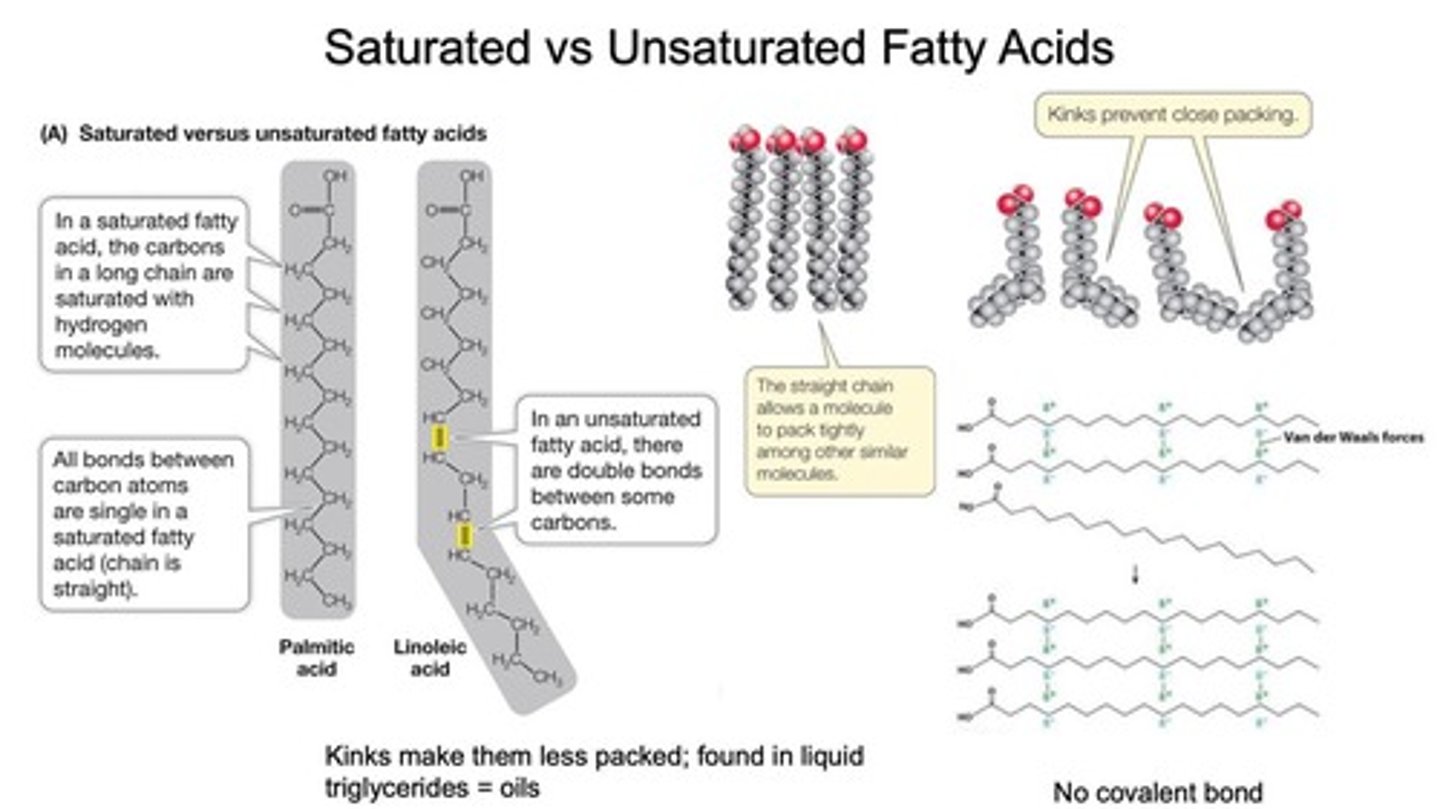 <p>Saturated fatty acids have no double bonds between carbons, while unsaturated fatty acids have one or more double bonds.</p>