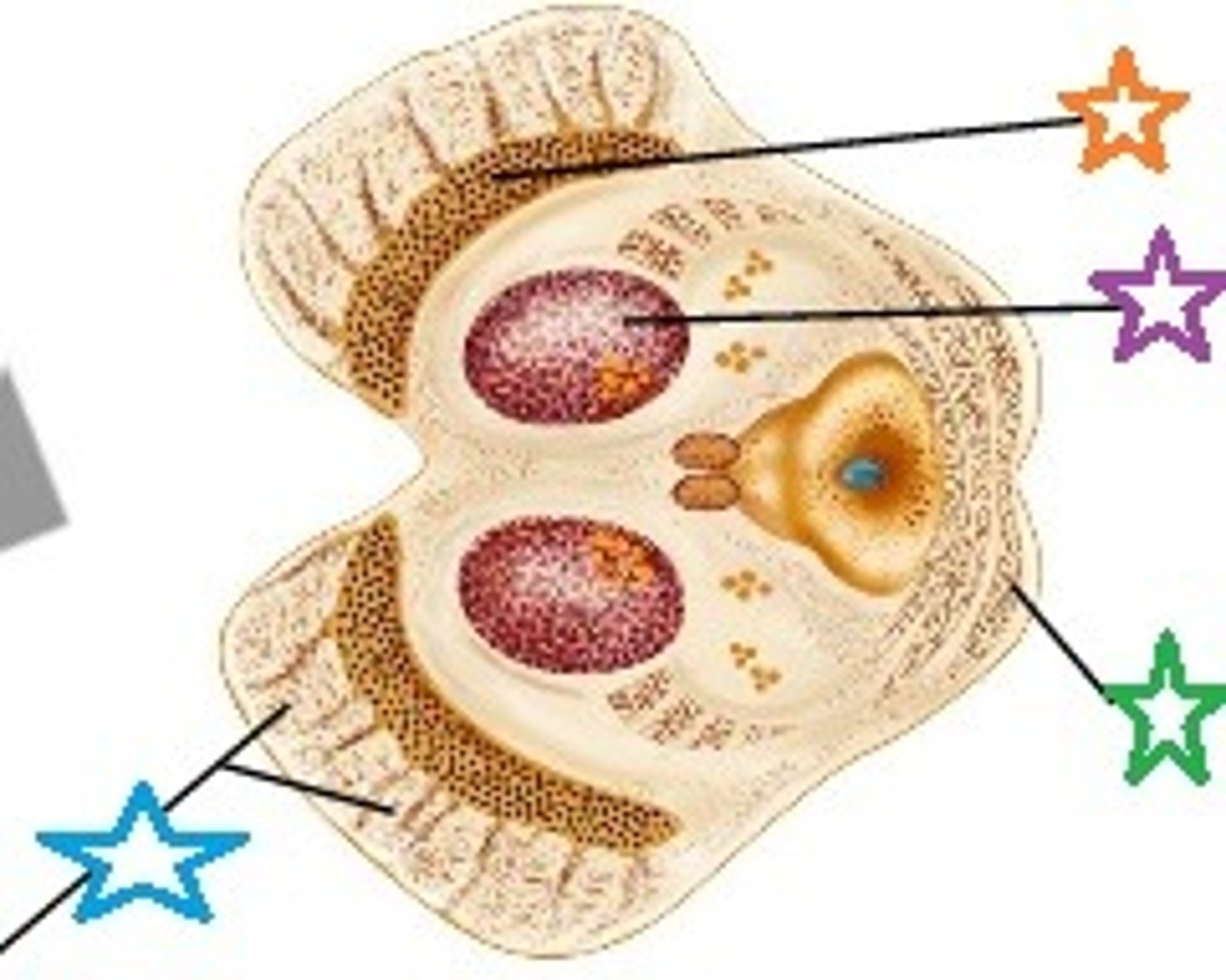 <p>between the brainstem and cerebrum</p><p>blue star</p>
