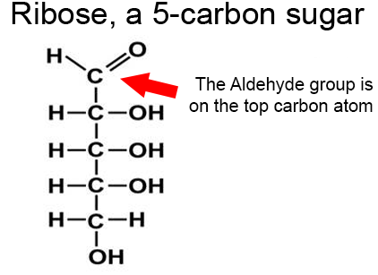 <p>The general formula</p><ul><li><p>C<sub>n</sub>(H<sub>2</sub>O)<sub>n</sub></p></li><li><p>n is the number of Carbon atoms.</p></li><li><p>the ratio of C to H to O atoms is 1:2:1.</p></li></ul><p>example Ribose</p><ul><li><p>C<sub>5 </sub>(H<sub>2</sub>O)<sub>5 </sub> which is C<sub>5</sub>H<sub>10</sub>O<sub>5</sub></p></li><li><p><sub>and has an aldehyde group</sub></p></li></ul><p></p><p></p>