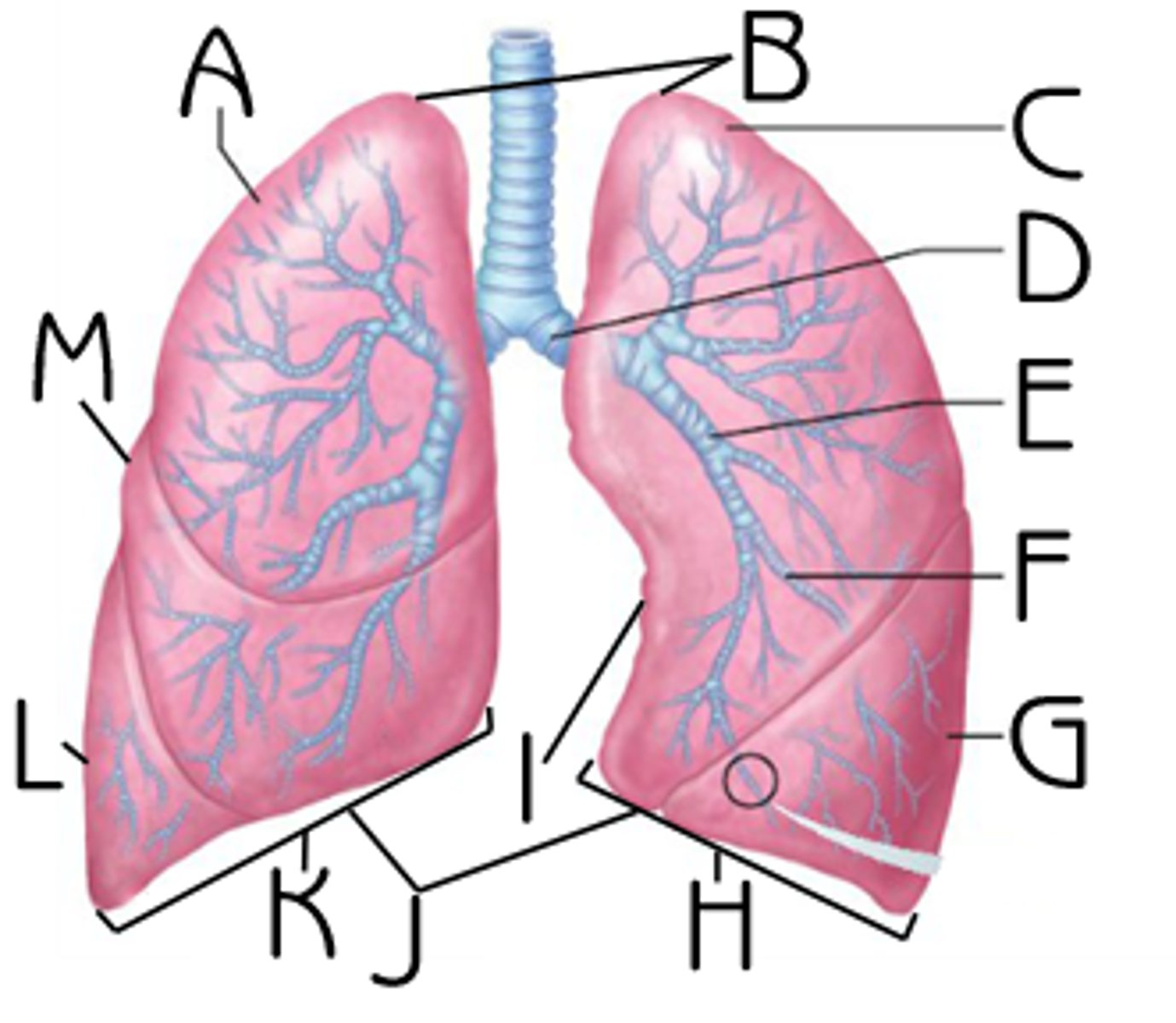 <p>J</p>