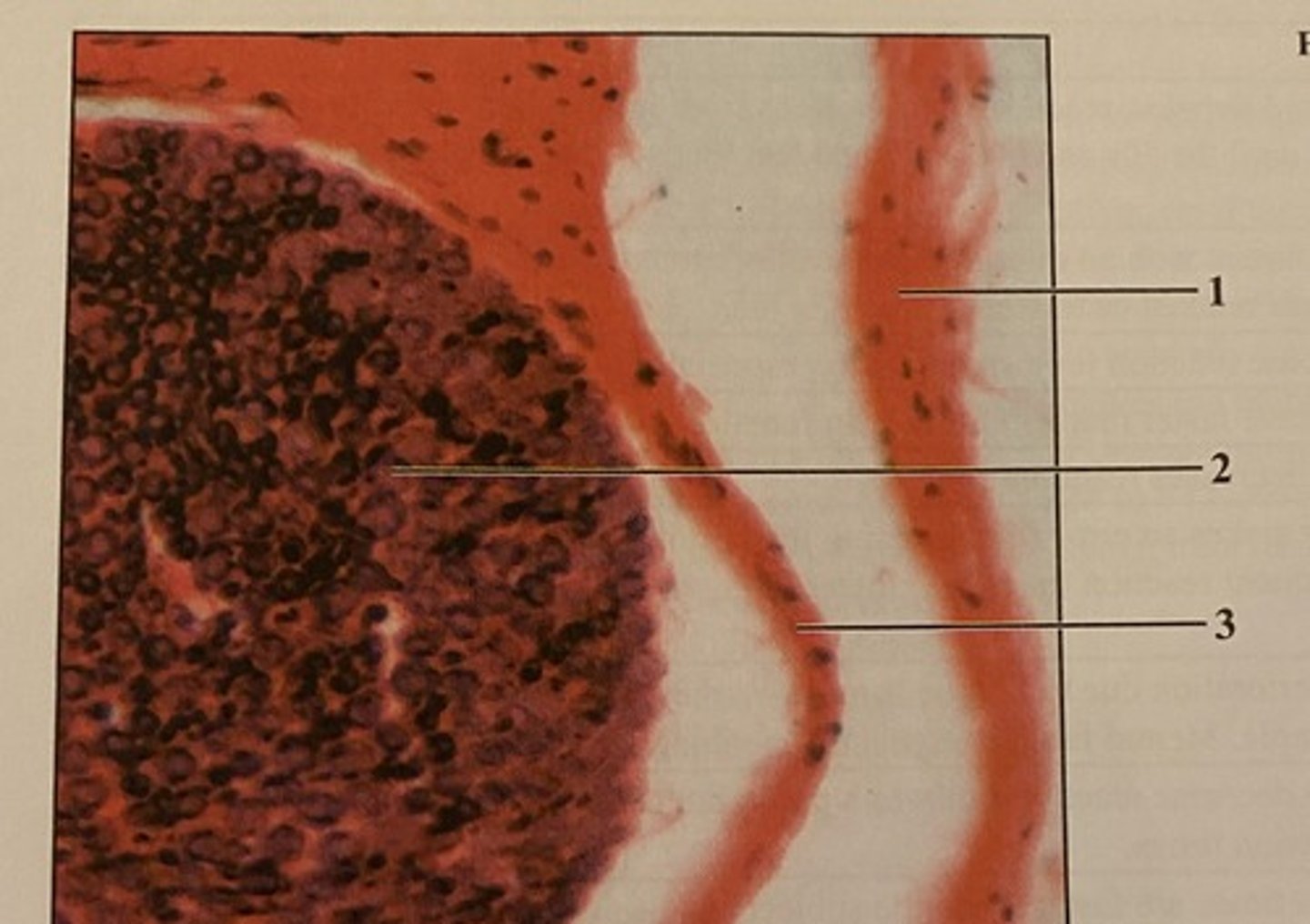 <p>What is this structure?</p>