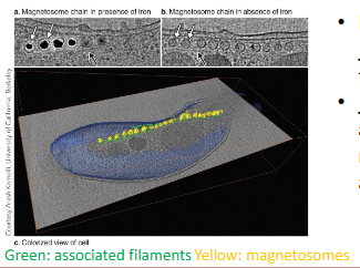 <ul><li><p>white arrows →membrane that is surrounding the magnetism (that’s why these are considered <strong>ORGANELLES!)</strong></p></li><li><p>high-res image of the <strong>plasmid membrane</strong> surrounding the magnetosomes </p></li><li><p><strong>protein filaments</strong> found alongside the magnetosome chains: play a role in organizing them</p></li></ul><p></p>