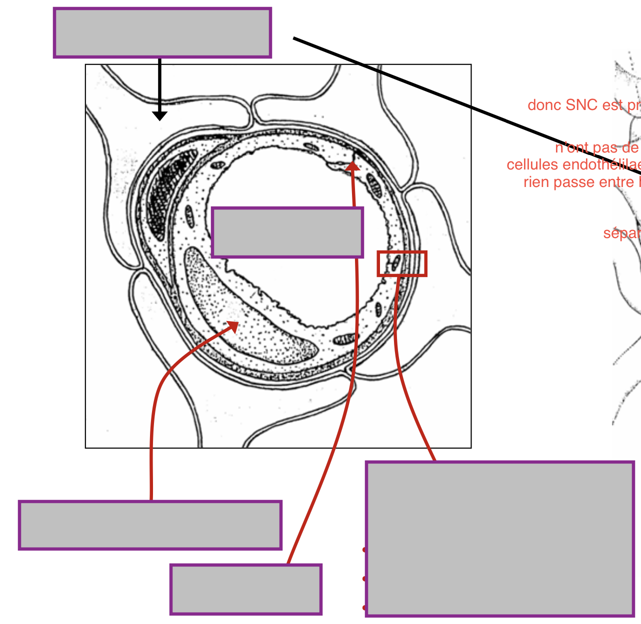 <p>Nommez les différentes parties du …</p>