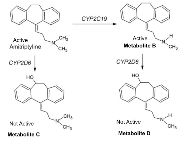 <p>T/F: Use the attached amitriptyline scheme and notice the metabolites that are labeled as therapeutically active or not active.  An individual who is an ultra-rapid CYP2D6 metabolizer (relative to majority of population) would be at risk of having subtherapeutic response to a typical dose of amitriptyline.</p>