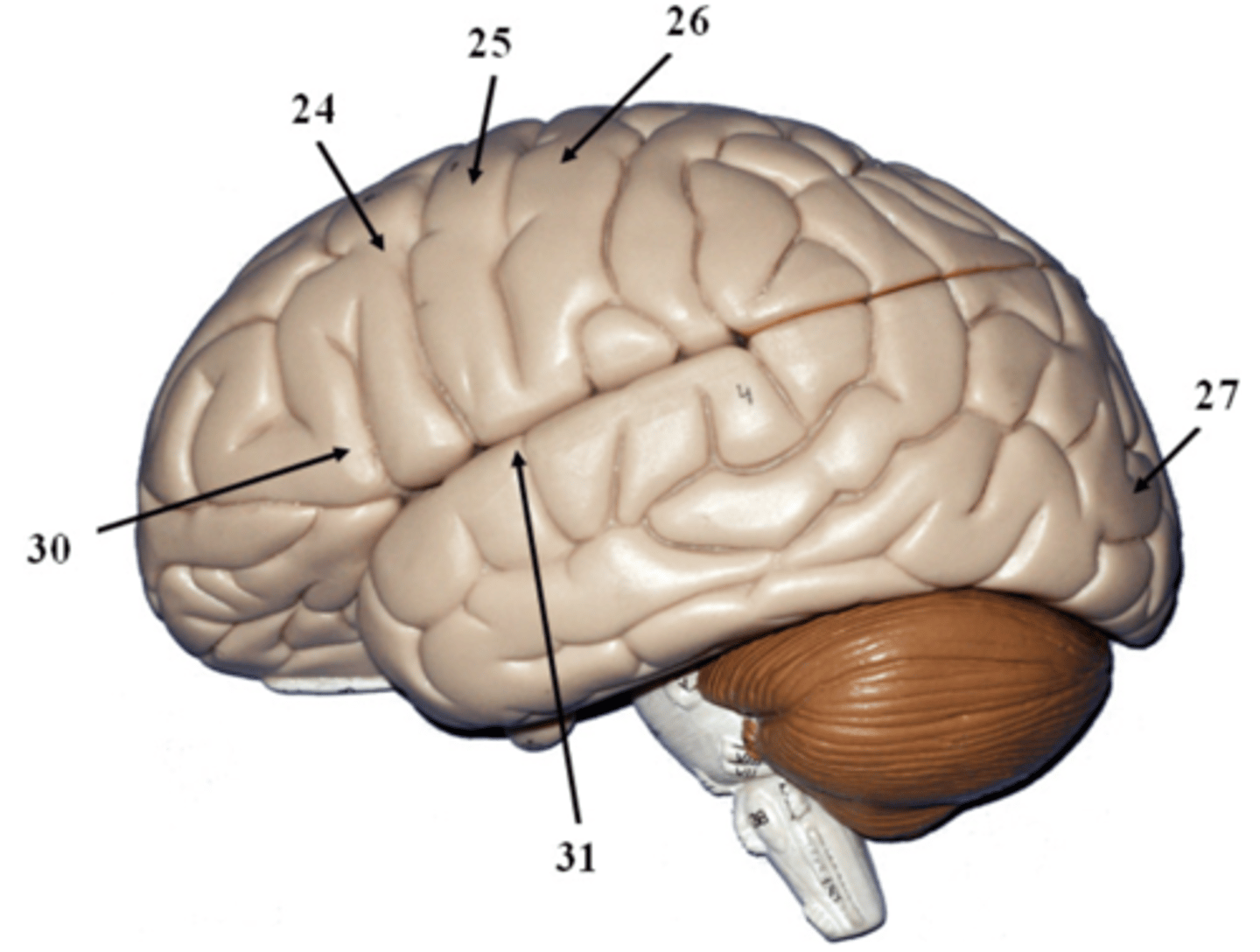 <p>identify the functional region</p>