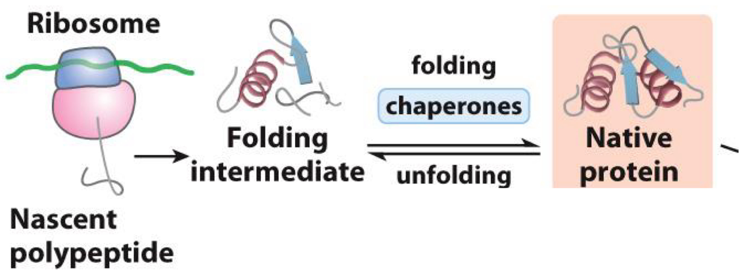 <p>Protien’s folding</p>