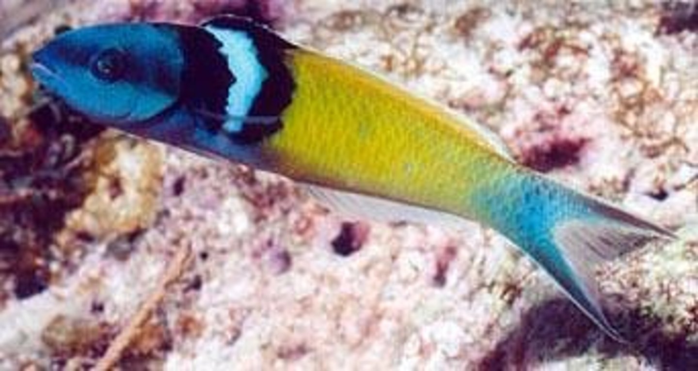 <p>Fish species with unique male-female transformation. When head male dies, largest female becomes male.</p>