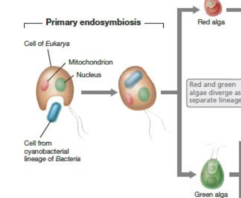 <p><strong>Red and green algae and eventually land plants. </strong></p>