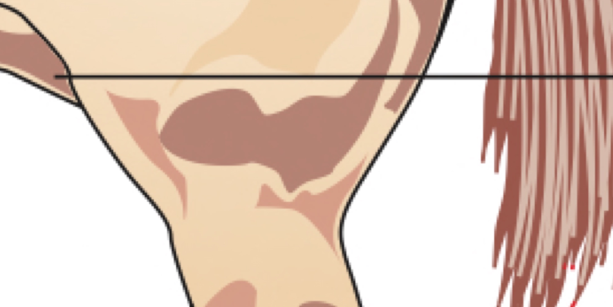 stifle (human knee)