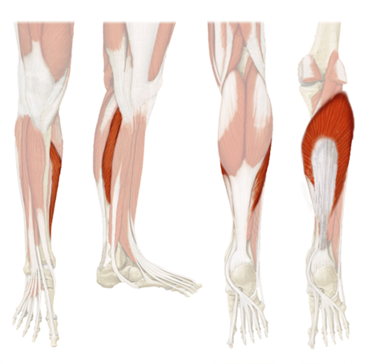 <p>Origin: Head and posterior surface of the fibula and soleal line of tibia</p><p>Insertion: Posterior surface of calcaneus</p><p>Action: Plantarflex and invert</p><p>Innervation: Tibial nerve</p>