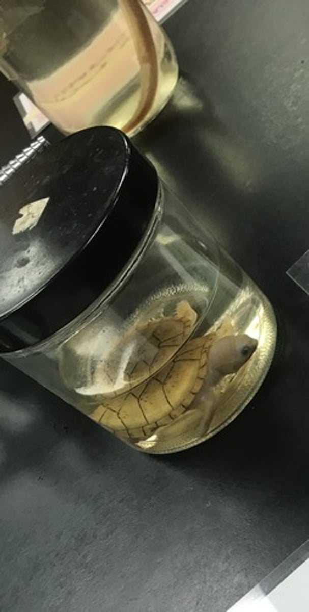 <p>For the following specimen(s), give the entire taxonomy and the name of the specimen(s)</p>