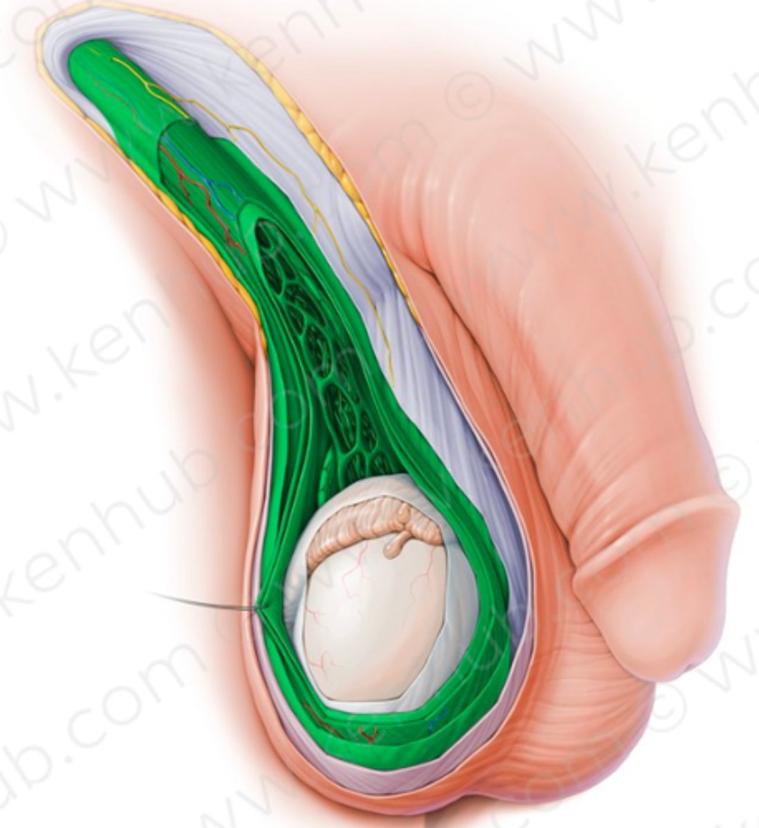 <p>en rörformad struktur hos män som löper från bukhålan genom inguinalkanalen (ljumskkanalen) ner till testikeln i pungen</p>