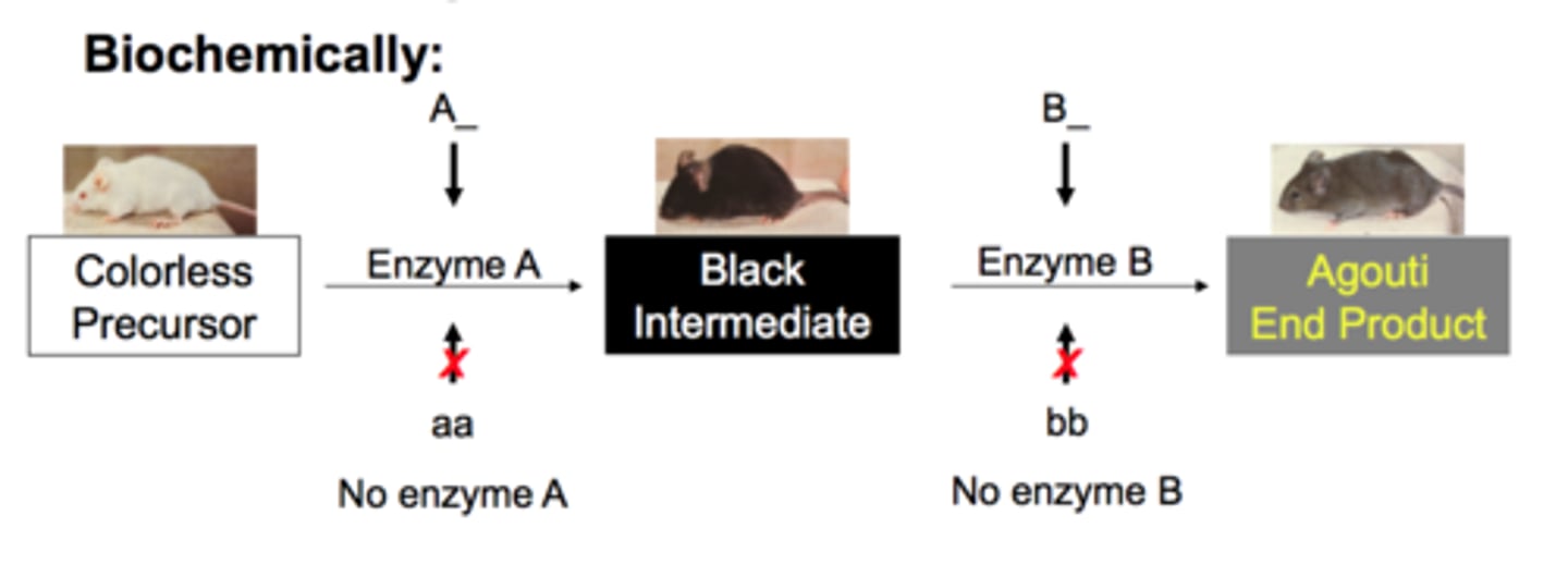 <p>- homozygous recessive condition at one locus masks or modifies the expression of alleles at a 2nd locus<br>- e.g. aa = albino mouse no matter what is at the B locus; A allele present = agouti IF there is a B allele present or black if bb is present<br>- 9:3:4(3+1), A_B_:A_bb:(aaB_ + aabb)</p>
