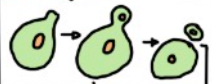 <ul><li><p>Genetic info is copied but in a smaller version (some info is lost) </p><ul><li><p>A smaller daughter cell is formed </p></li></ul></li><li><p>Used by yeasts, mods and some aquatic unicellular organisms </p></li></ul><p></p>