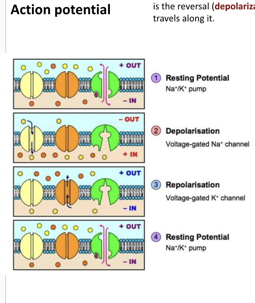 <ol><li><p>Resting potential: The Na+/K+ Pump maintains the resting potential of -70mV</p></li><li><p>Depolarization: In response to a stimulus, voltage-gated Na+ channels open to generate an action potential, and sodium enters the neuron by diffusion. The entry of Na+ causes the membrane potential to become positive (depolarisation) </p></li><li><p>Repolarisation: The depolarisation of the membrane potential causes the voltage gated Na+ channels to close and the voltage gated K+ channels to open. K+ diffuses out of the neuron rapidly, and the membrane potential becomes negative again (repolarisation) to end the action potential</p></li><li><p>Resting potential: <span style="background-color: transparent;"><span>The Na</span><sup><span>+</span></sup><span>/K</span><sup><span>+ </span></sup><span>pump restores resting potential of&nbsp; -70mV.</span></span></p><p></p></li></ol><p>*Look at video from slides*</p>