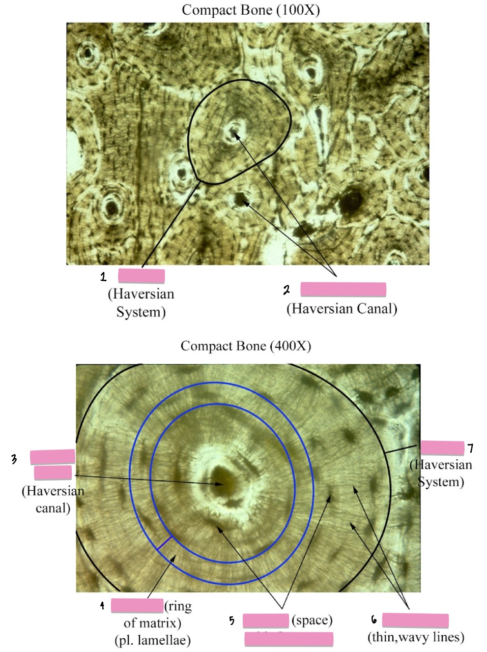 <p>(1) Bone connective tissue cellular characteristics</p>