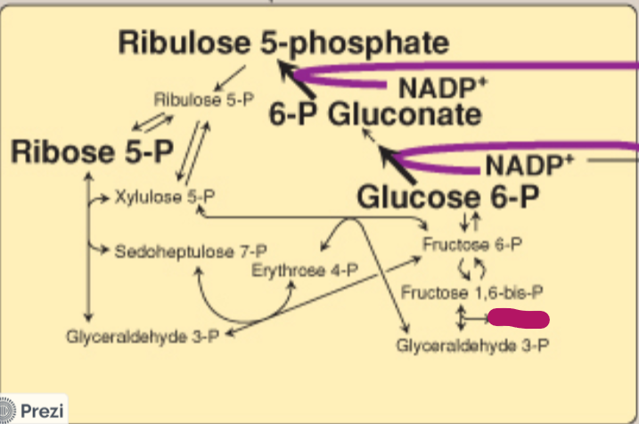 <p>Label this step of the PPP.</p>