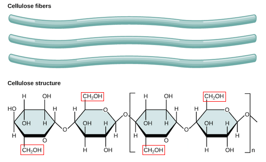 <p>allows for hydrogen bonds creating a strong building material such as cellulose </p>