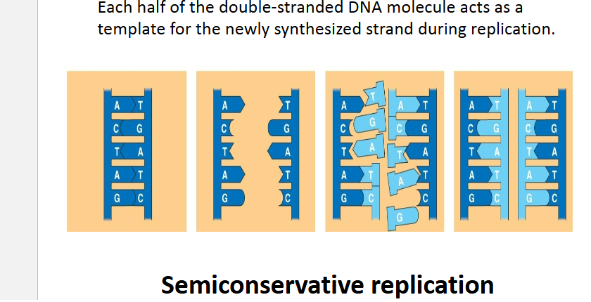 <p>Based on template and base-pairing </p><ul><li><p>Double Helix </p></li><li><p>Base Pairs </p></li><li><p>DNA ( A-T &amp; G-C) pair</p></li><li><p>RNA ( A- U &amp; G- C) pair </p><p></p></li></ul><p></p>