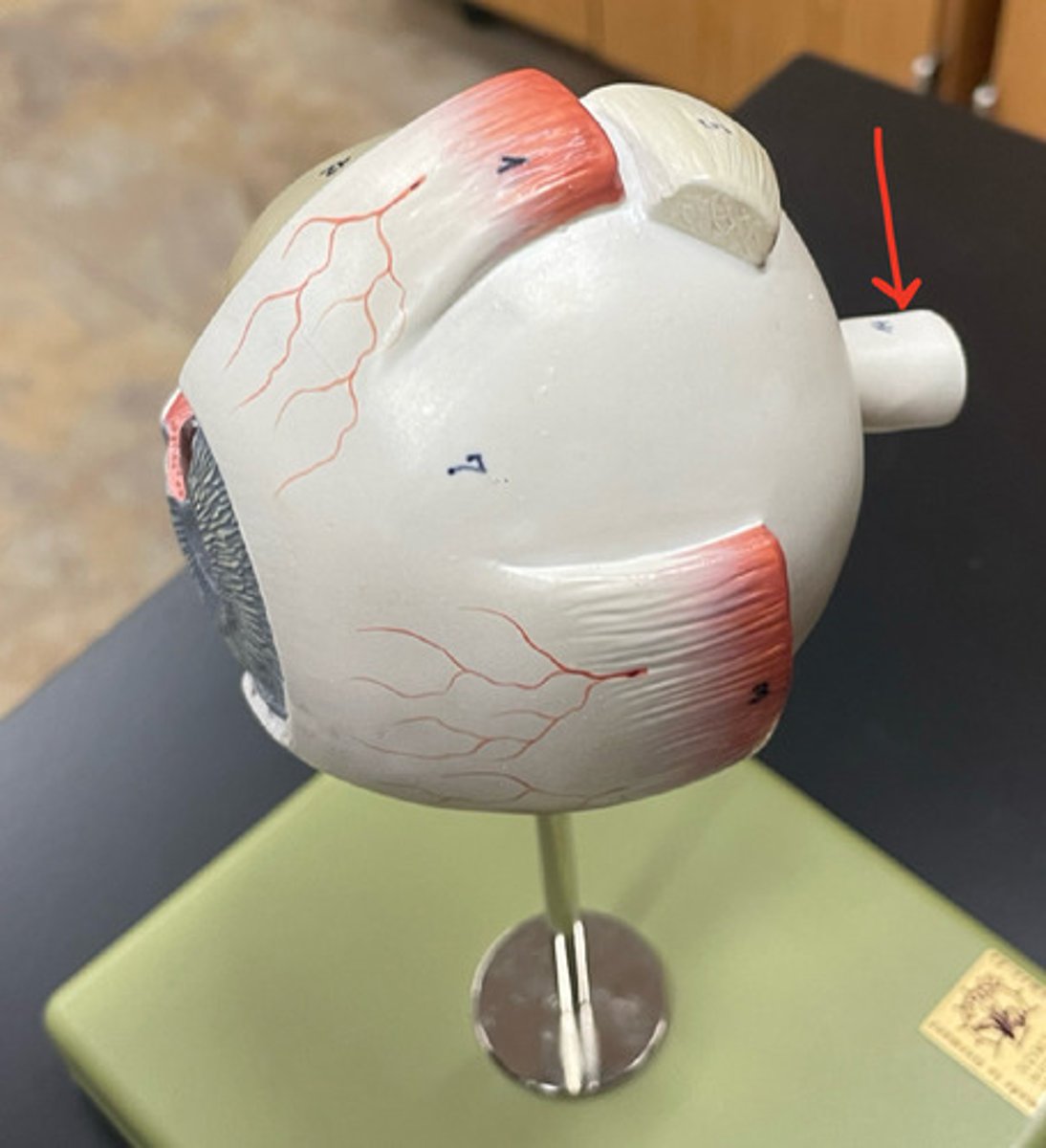 <p>the nerve that carries neural impulses from the eye to the brain</p>