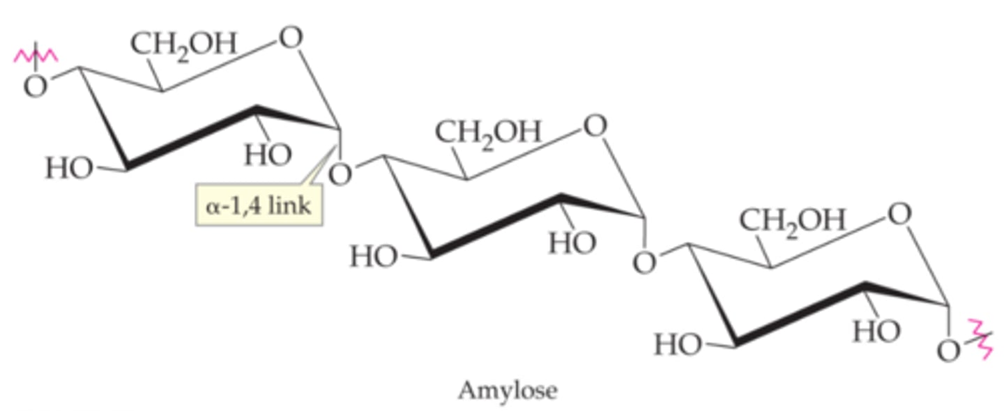 <p>polymers of alpha-d-glucose</p><p>example: amylose</p><p>amylopectin also has branches of a-1,6 bonds</p><p>iodine tests for the presence of start</p>