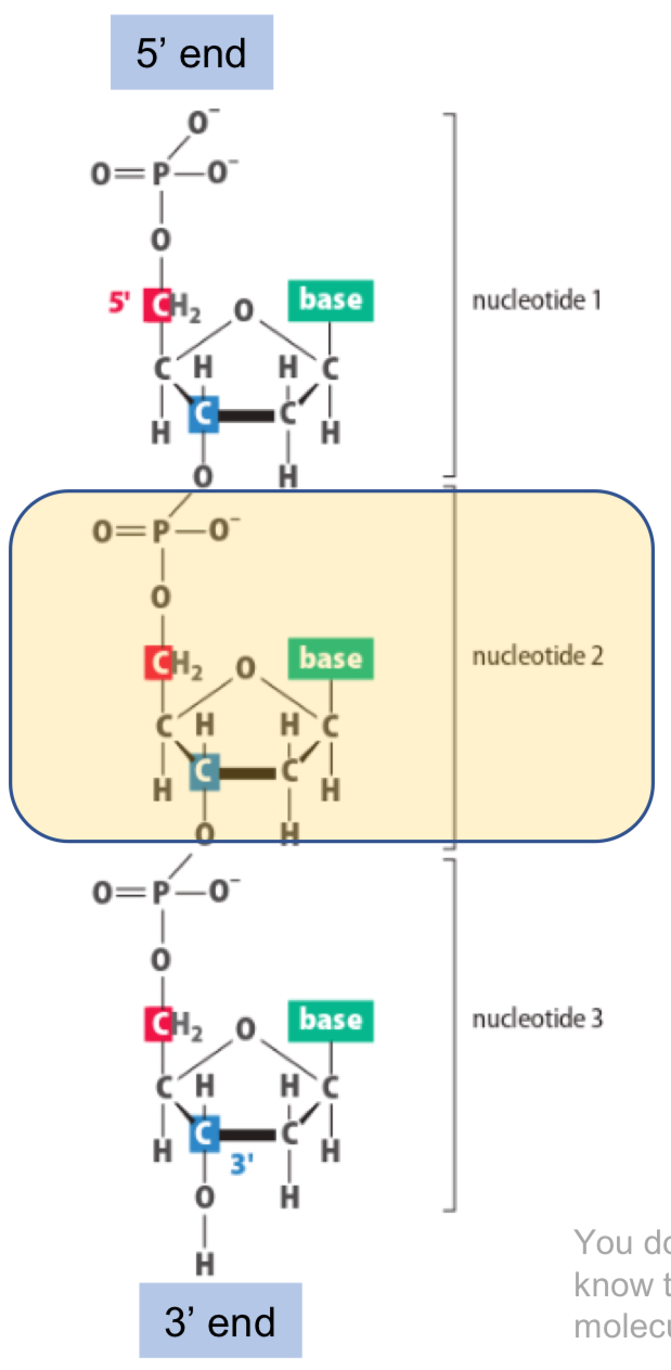 <p>Deoxyribonucleic acid</p><ul><li><p>nucleotide = sugar, phosphate and base</p></li><li><p>RNA = ribose sugar, DNA = deoxyribose sugar</p></li><li><p>5’ and 3’ end</p></li><li><p>5’ to 3’ = coding strand</p></li><li><p>3’ to 5’ = complementary </p></li></ul><p></p>
