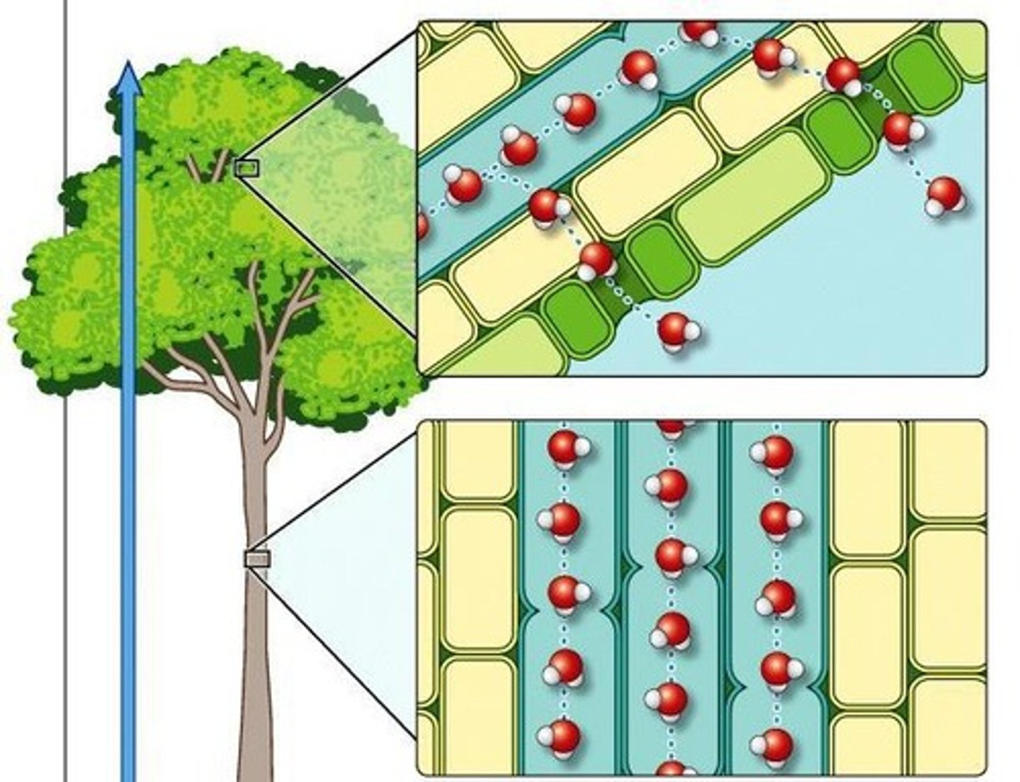 <p>Evaporation from leaves.</p>