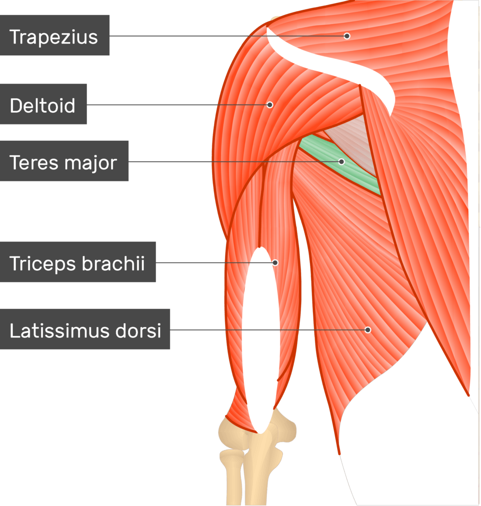 <p>Location:</p><ul><li><p><strong>along the lateral border of the scapula</strong></p></li></ul><p></p><p>Function:</p><ul><li><p><strong>extend, adduct, and internally rotate the humerus</strong></p></li></ul><p></p>