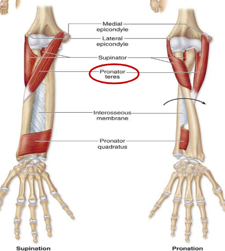<p>The two muscles located on the anterior forearm that pronate the forearm are:</p><ol><li><p> Pronator teres</p></li><li><p> Pronator quadratus</p></li></ol><p>The one muscle located on the posterior forearm that supinates the forearm is:</p><ol><li><p> Supinator</p></li></ol><p></p>